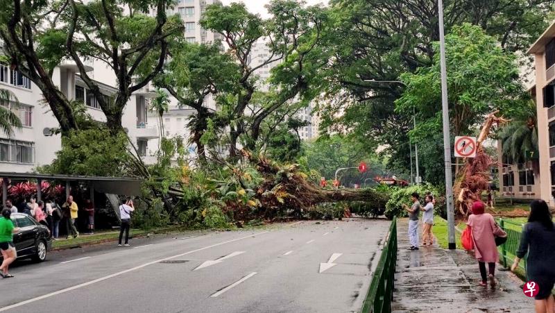 中峇鲁路一棵大树轰然倒下，马路被拦腰截断，交通不仅瘫痪，清理树干的工作也还在进行中。（读者提供） 