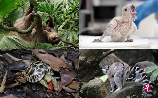 在万态保育集团（Mandai Wildlife Group）积极的保育工作下，去年新加坡动物园、河川生态园、夜间动物园及裕廊飞禽公园迎来不少新生命。图为现年6个月大的二趾树懒宝宝（左上起顺时钟）、柚子冠凤头鹦鹉、环尾狐猴和缅甸星龟。（万态保育集团提供） 